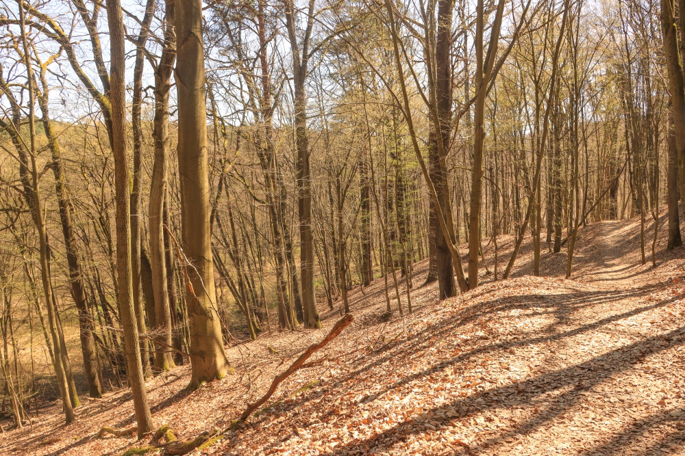 Schlaube