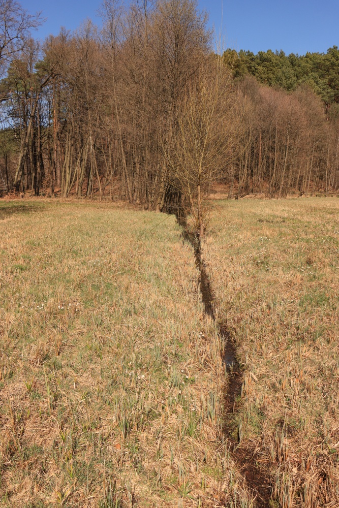 Schlaube