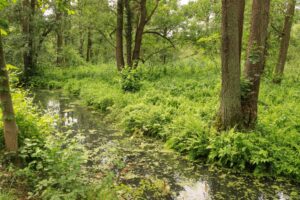 Spreewald