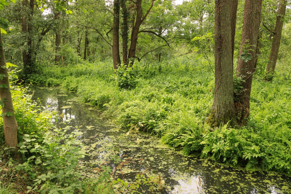 Spreewald