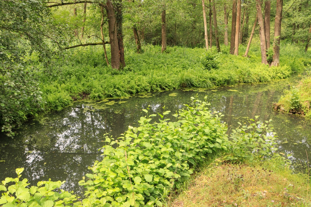 Spreewald
