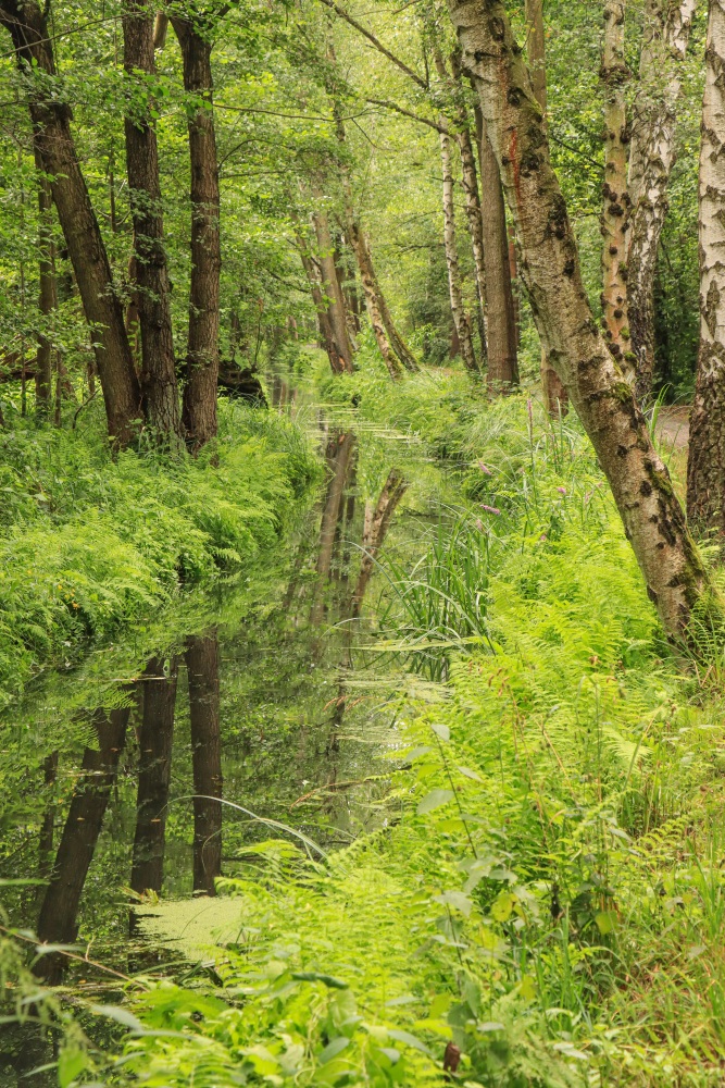 Spreewald