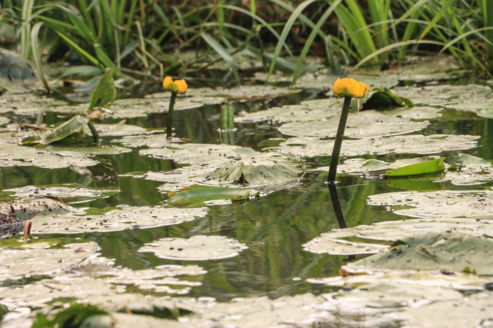 Spreewald