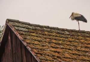 Spreewald