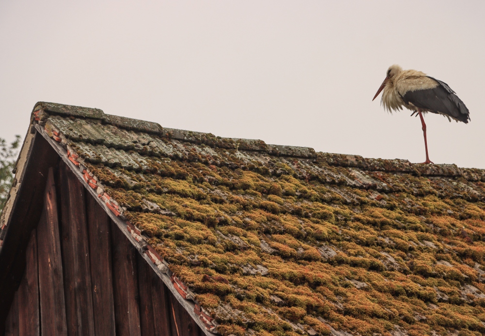 Spreewald
