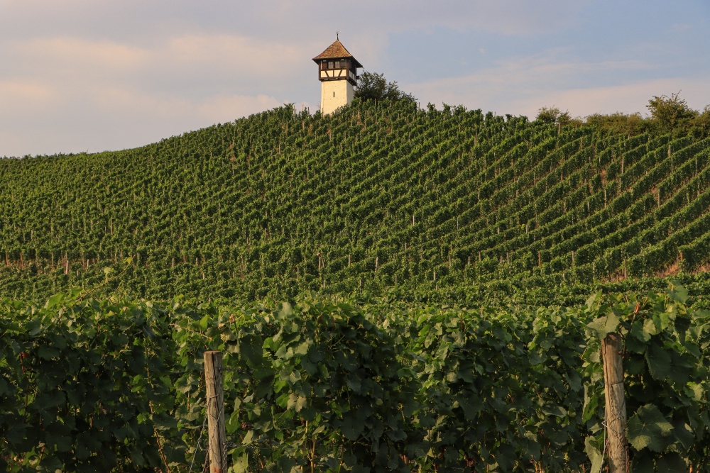 Bodensee