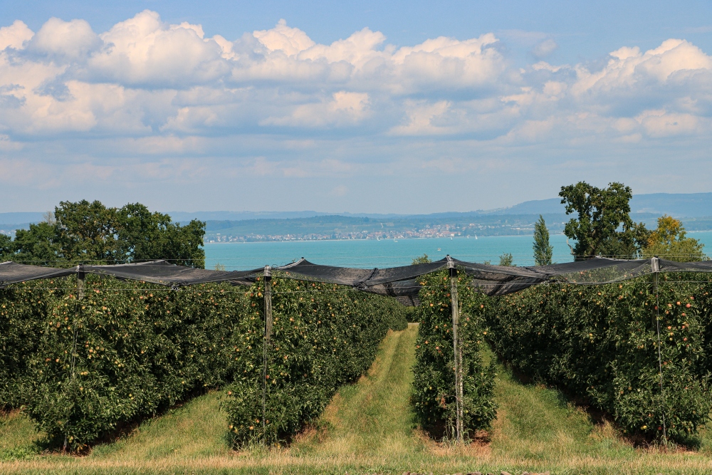 Bodensee