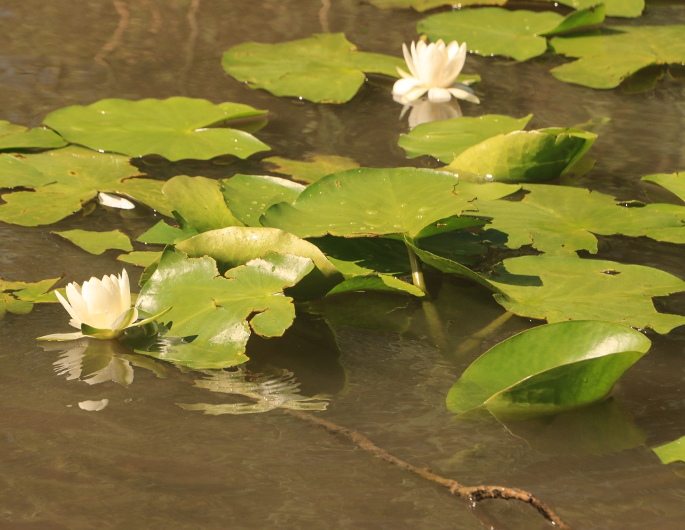 Skadar