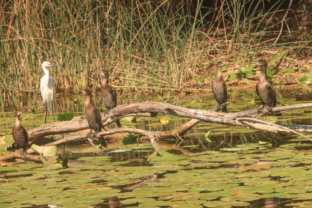 Skadar